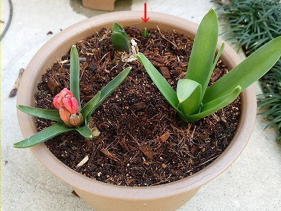 ヒヤシンス分球 釣り のち 家庭菜園 時々