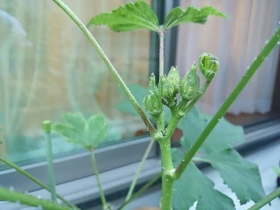 オクラのつぼみ 釣り のち 家庭菜園 時々