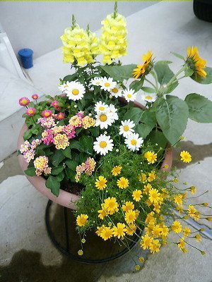 ジューンベリー 花芽と葉芽 釣り のち 家庭菜園 時々