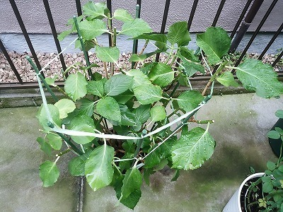 ジューンベリー 花芽と葉芽 釣り のち 家庭菜園 時々